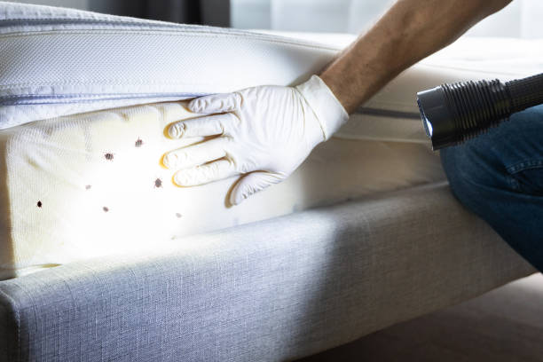 Best Affordable Pest Control Services  in Lutcher, LA