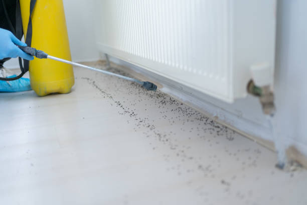 Best Termite Control Services  in Lutcher, LA