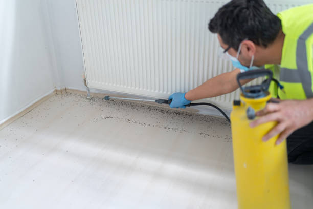 Best Pest Control Treatment  in Lutcher, LA