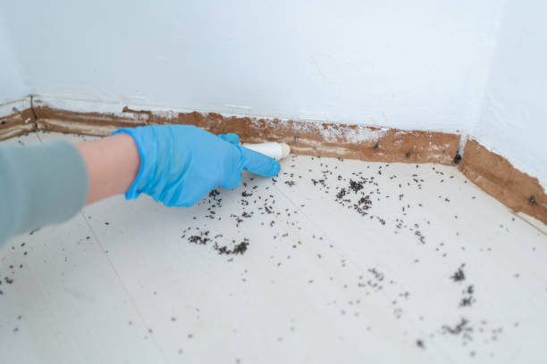 Best Best Pest Control Companies  in Lutcher, LA